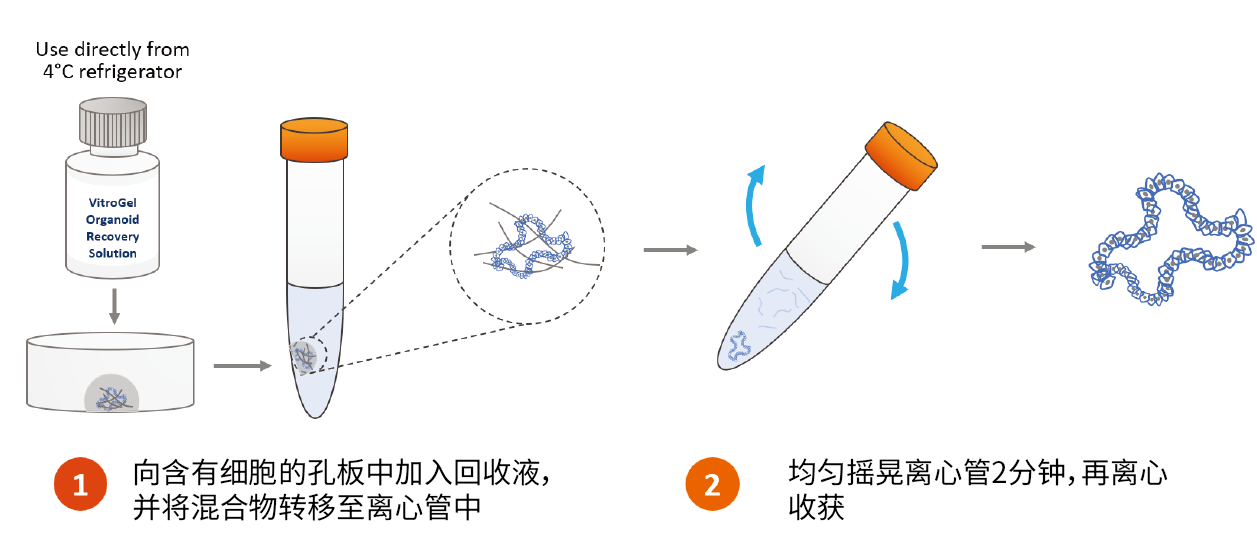 VitroGel® Organoid Recovery So