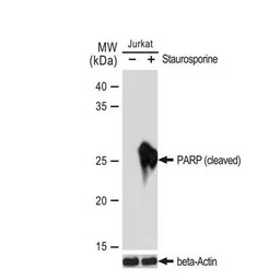 PARP (cleaved) antibody [GT118
