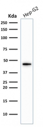 Cytokeratin 19 antibody [KRT19