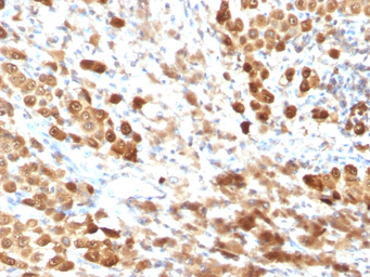 S100 beta antibody [SPM354]