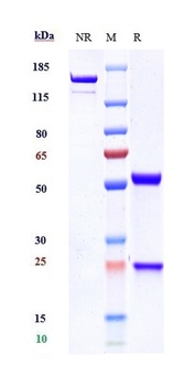 Anti-CLDN6 Reference Antibody 
