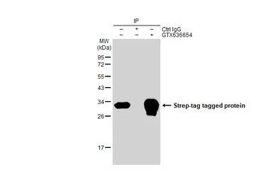 Strep epitope Tag antibody [HL