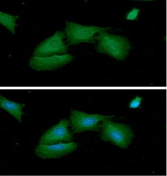 Adenylate kinase 1 antibody [A