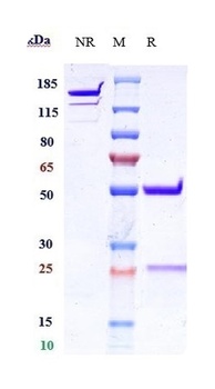 Anti-IFNa1 Reference Antibody 