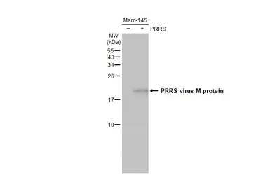 PRRS virus M protein antibody 
