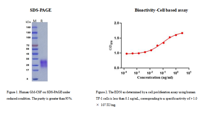 Recombinant Human GM-CSF Prote