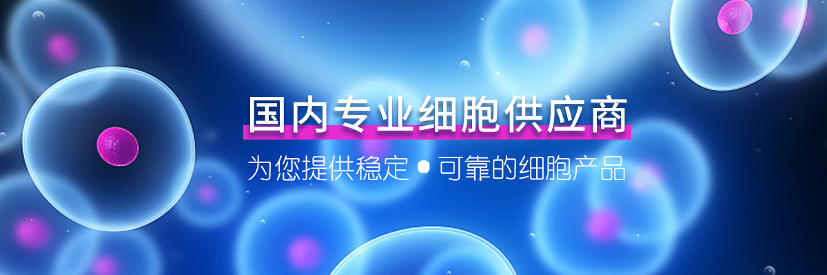 兔心肌成纤维细胞