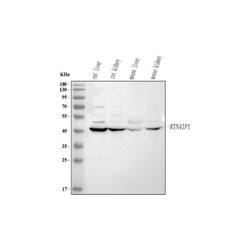 Anti-RTN4IP1 Antibody 抗体，orb17