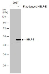 NELF-E antibody [E1C1]