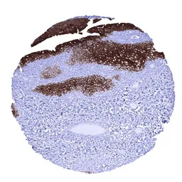 UPK1B antibody [MSVA-734M] His