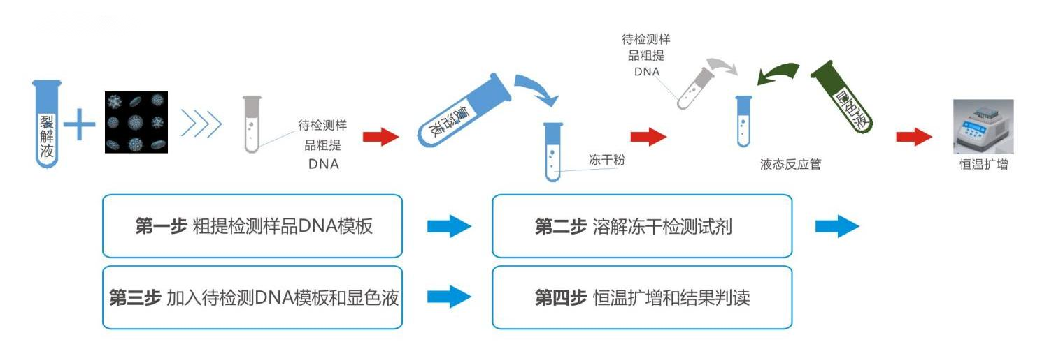 恒温荧光法核酸快速检测试剂盒操作流程