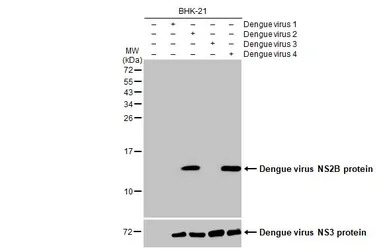 Dengue virus NS2B protein anti