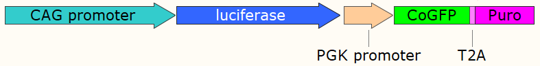 荧光素酶/GFP 双报告基因 HEK293 细胞系