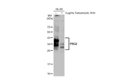 PRG2 antibody [HL2547]
