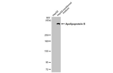Apolipoprotein B antibody [HL1