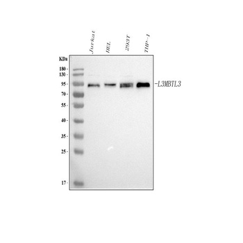 Anti-L3MBTL3 Antibody 抗体，orb17