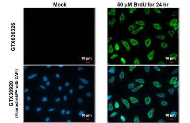 BrdU antibody [HL1111]