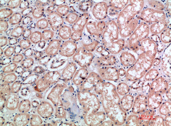 CD300e antibody