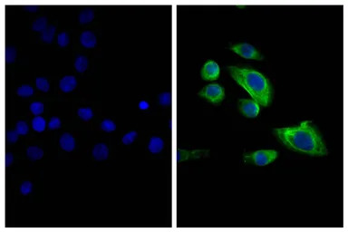 Goat Anti-Mouse IgG2b (Heavy c