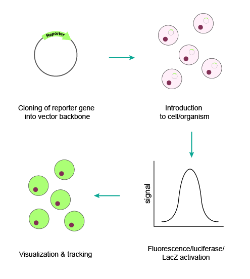 深入解析荧光蛋白、荧光素酶和β-半乳糖苷酶报告基因，助您实验无忧
