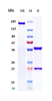 Anti-Complement C5 Reference A