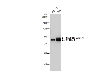 Cullin 1 antibody [JM72-30]