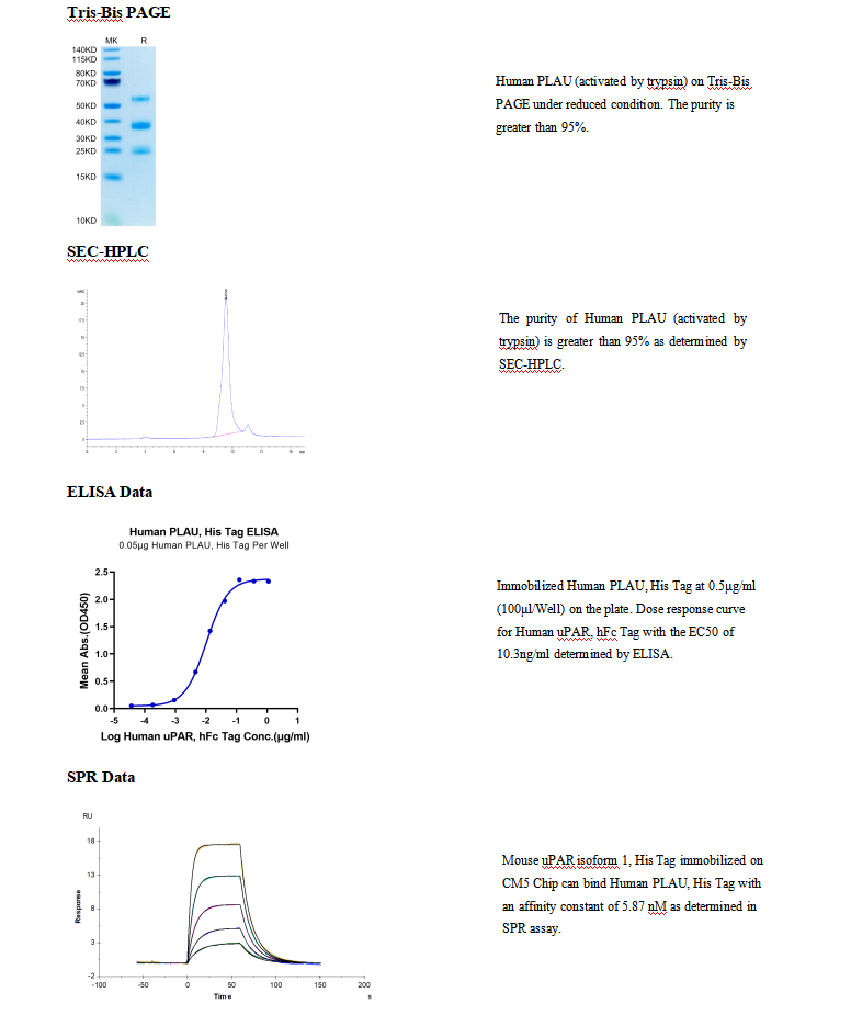 Recombinant Human PLAU/uPA Pro