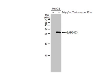GADD153 antibody [HL2262]