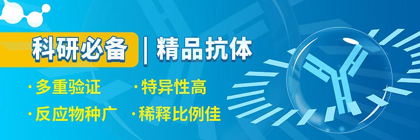 HSPA1A|HSPA1A抗体|Hsp70(HSPA1A) 