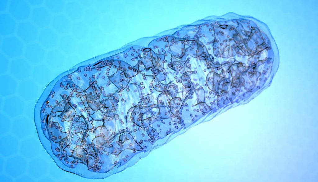 干货分享 | 线粒体，一个优秀的科研研究切入点