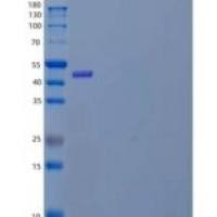 人异柠檬酸脱氢酶【NADP】细胞质重组蛋白