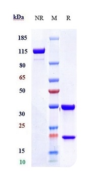 Anti-F3 / Factor III / Tissue 