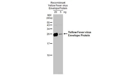 Yellow Fever virus Envelope Pr