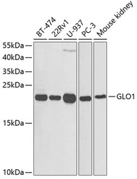 Glyoxalase I antibody