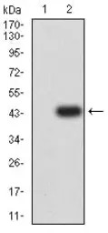 MUC5B antibody [7F5A1]