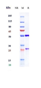 Anti-IL-23 Reference Antibody 
