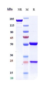 Anti-DLL3 Reference Antibody 抗