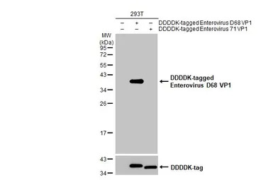 Enterovirus D68 VP1 antibody [