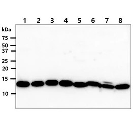TXN2 antibody [AT1B1]