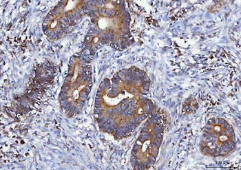 Anti-MGME1 Antibody 抗体，orb1743