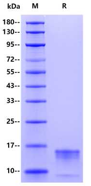 Recombinant Monkeypox virus A2