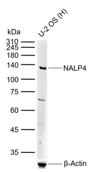 NALP4 Antibody 抗体，orb1597323，B