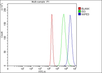 Anti-NXPE3 Antibody 抗体，orb1786