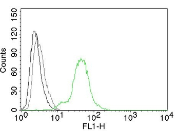 Estrogen Receptor beta antibod