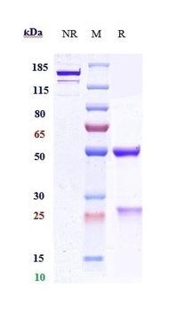 Anti-PCSK9 Reference Antibody 