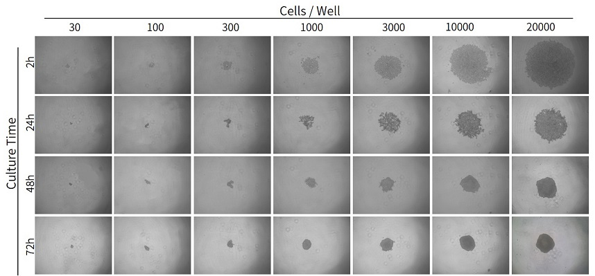 3D细胞培养包被试剂盒(U形底96孔板)