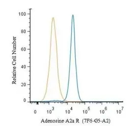 Adenosine A2a Receptor antibod
