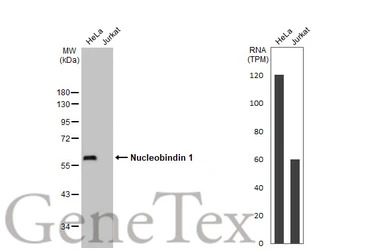 Nucleobindin 1 antibody [HL253