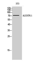ALS2CR11 antibody