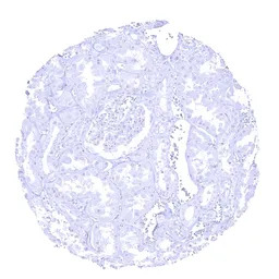 Elastase 3B antibody [MSVA-410